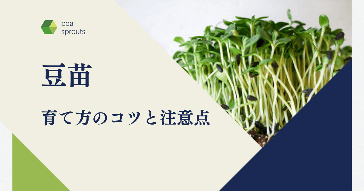 豆苗 育て方のコツと注意点 豆苗のメリット6つ もふ沼ブログ